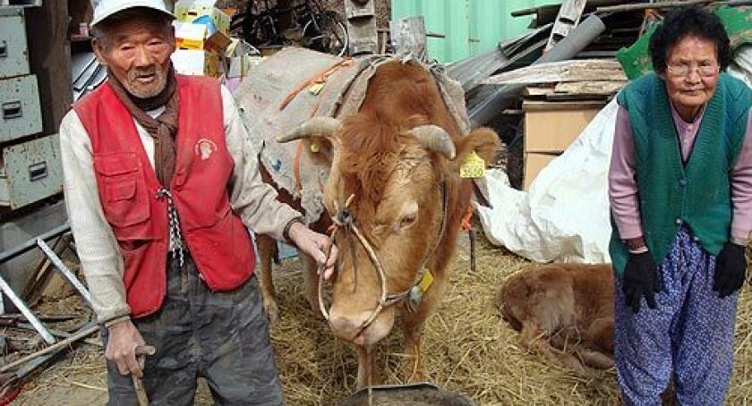 韩国超市卖玉米芯,玉米芯如何出口韩国