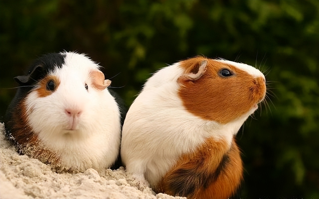 荷兰猪瘸了一只腿,荷兰猪腿瘸了会自愈吗