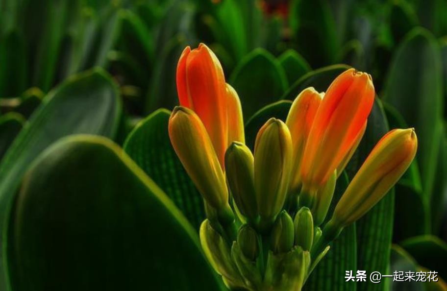 夏天养护君子兰浇什么水最正确的,夏天高温君子兰浇水正确方法