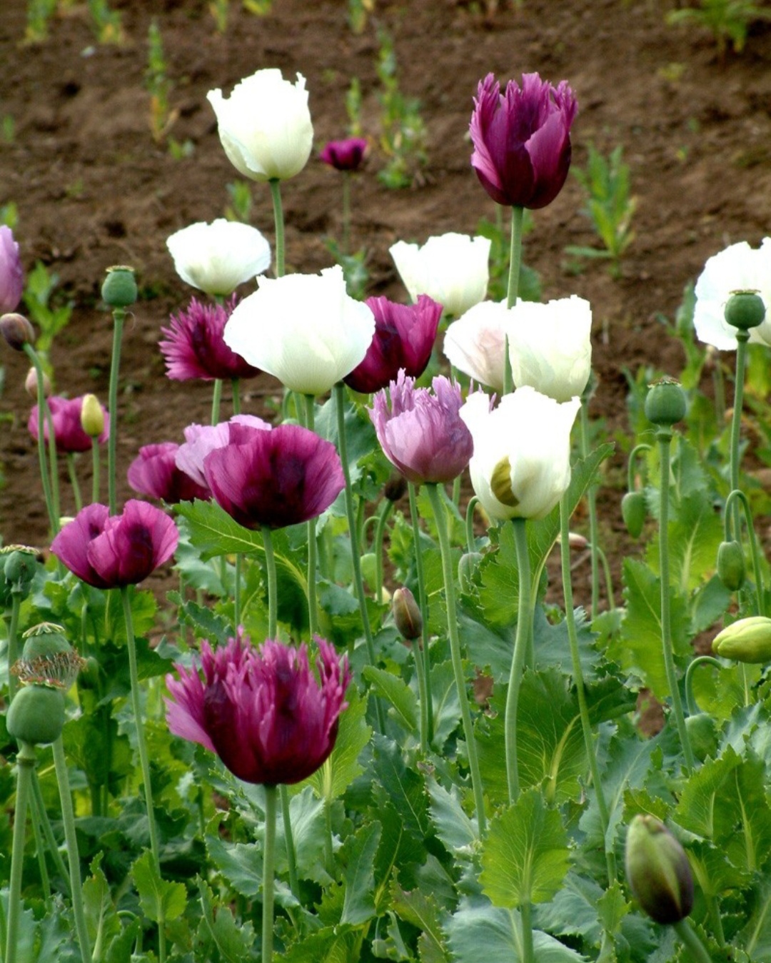 常见有毒花千万别碰,世上有毒的花和植物