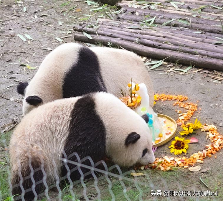 熊猫界的三大顶流视频,熊猫界四大顶流组合