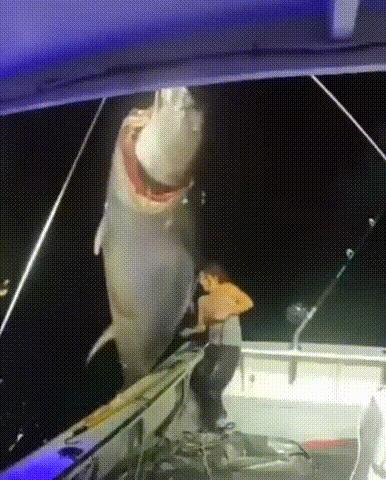 动物界中最强大的动物,动物界中最强动物