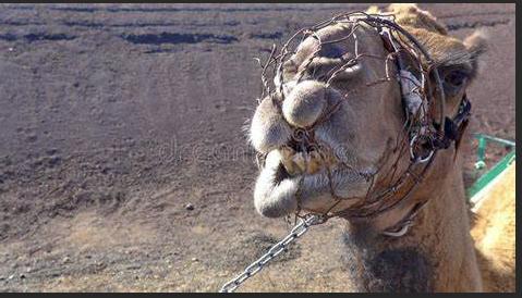 西方刑具和中国刑具哪个更残忍,西方法治与中国法治