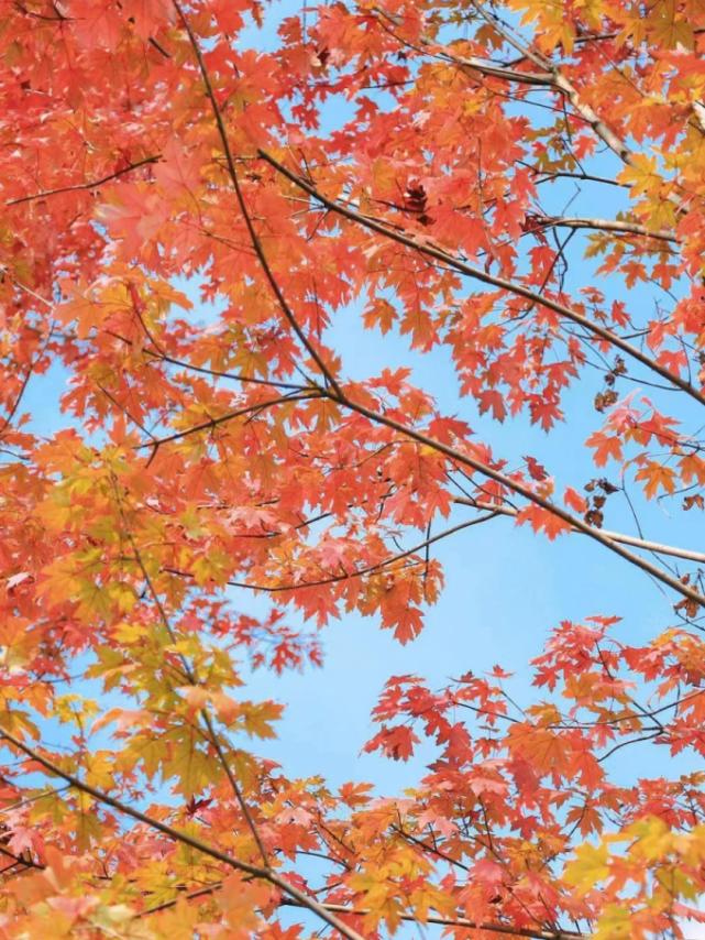 成都高校现在对外开放了吗,成都高校最新消息