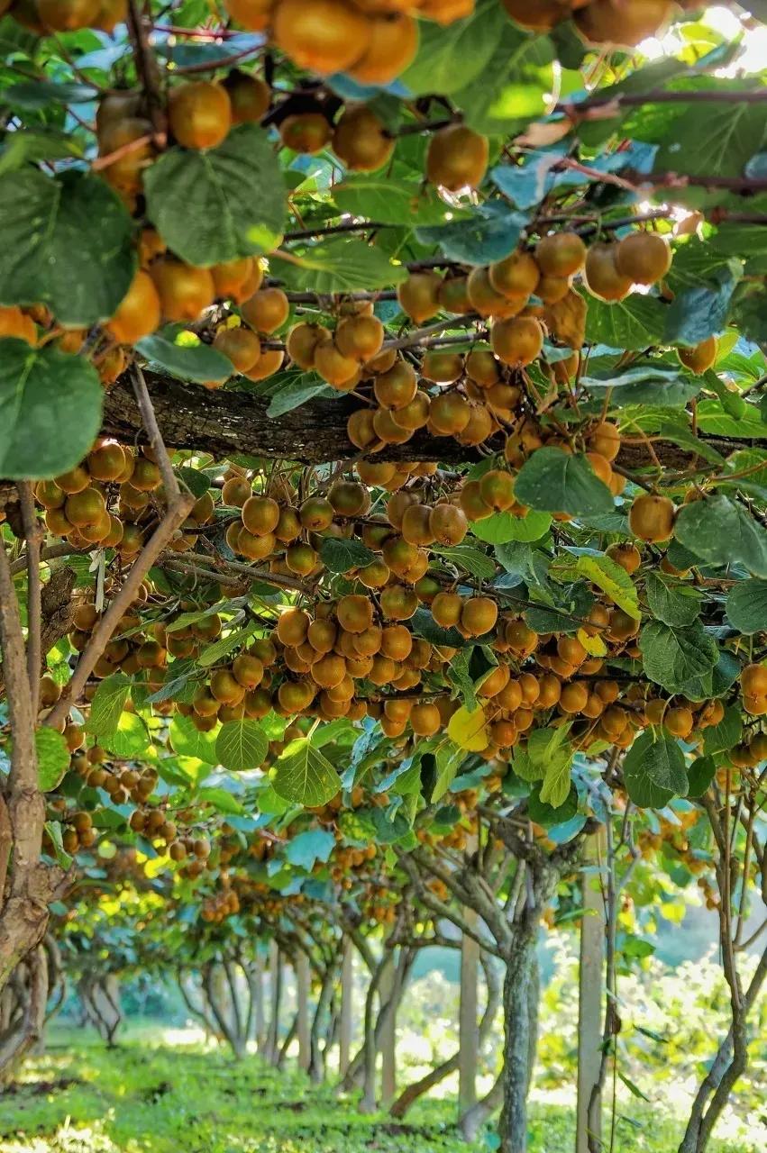 有灵性的5种动物千万别伤害,千万别伤害这五大灵性动物