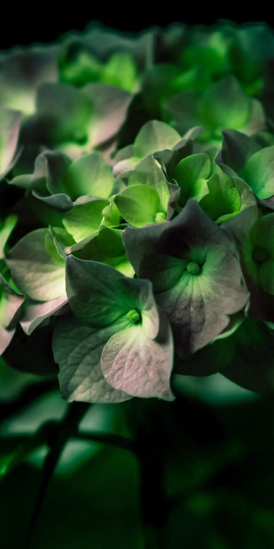 护眼壁纸动态壁纸高清全屏90帧,华为绿色养眼护眼壁纸