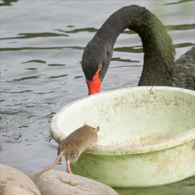 老鼠喜欢吃什么诱饵,引诱老鼠应该放什么吃的