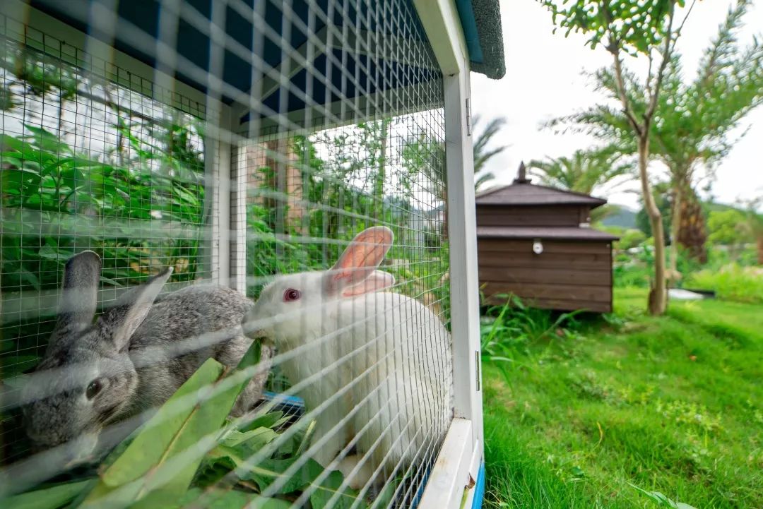 清远温泉民宿推荐,清迈温泉民宿