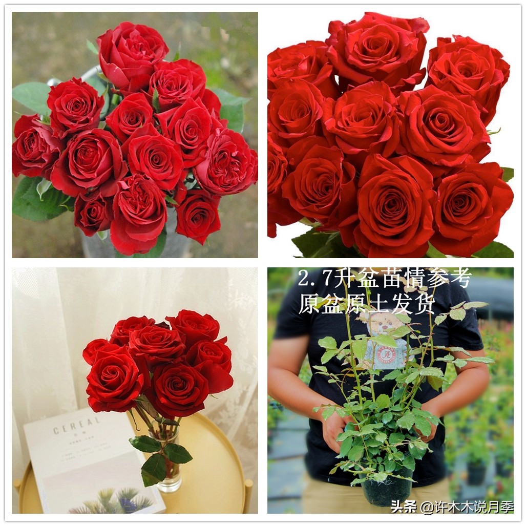 月季嫁接苗好还是扦插苗好,爬藤月季扦插苗好还是嫁接苗好