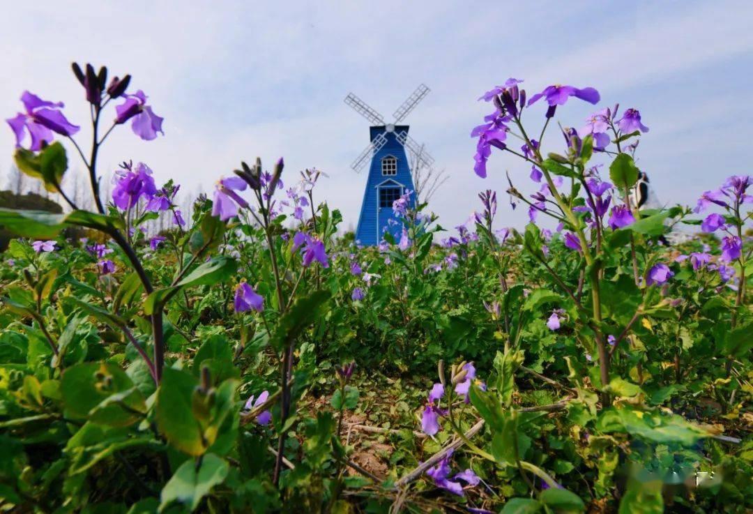 香草伊甸园景区最佳花开期,转发此文