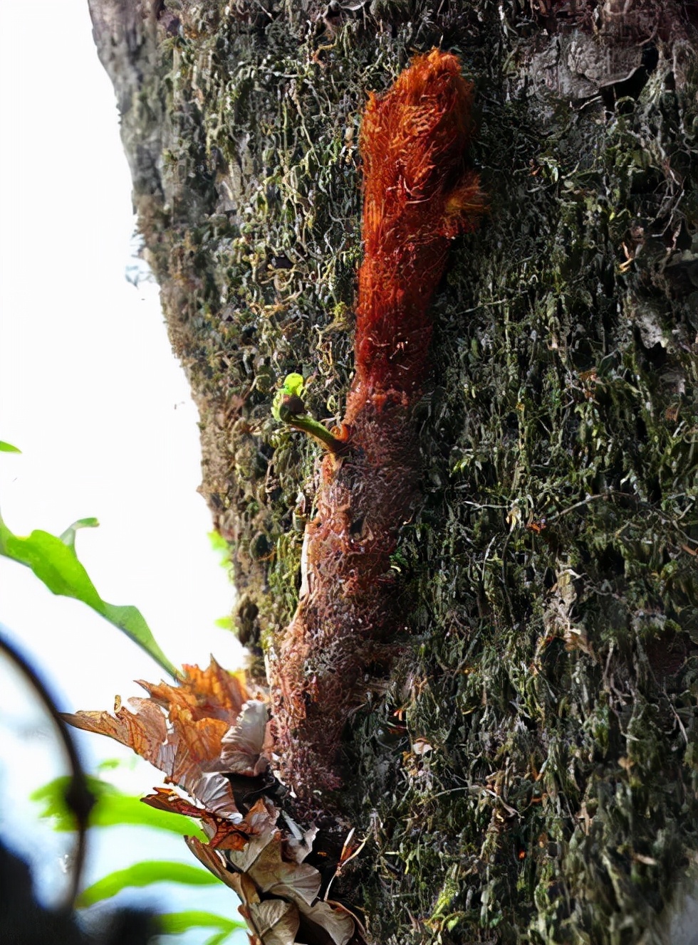 农村种植一千斤姜种能收多少斤姜,在农村种一亩生姜能赚钱吗
