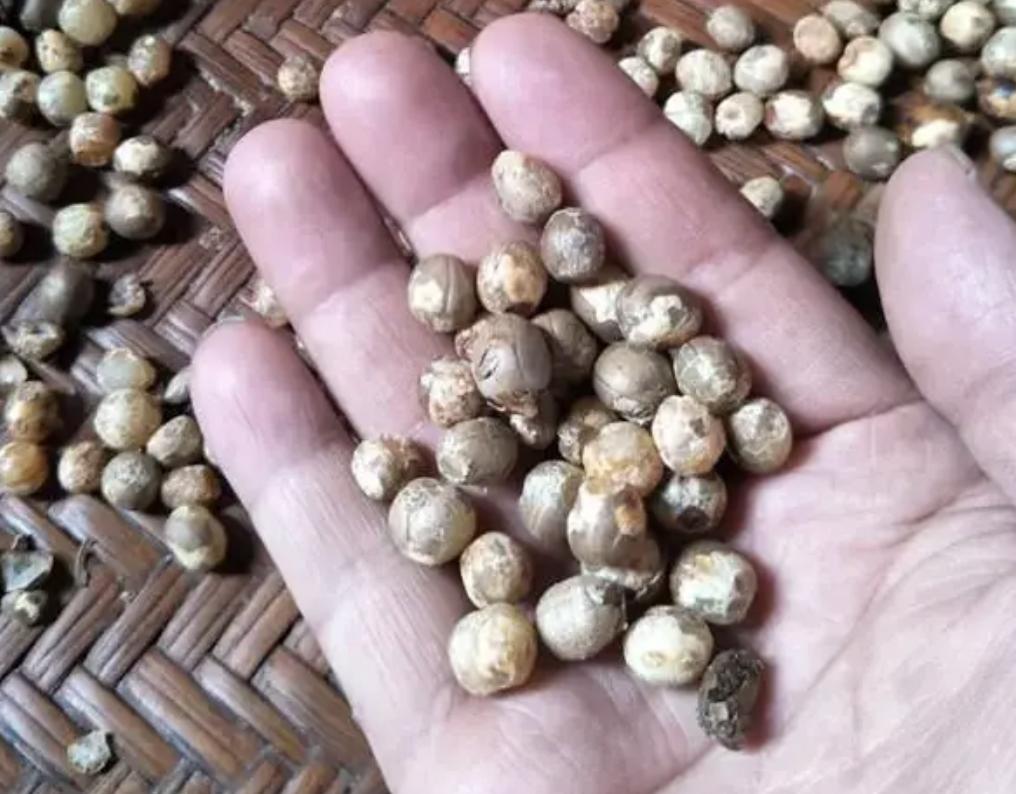 竹米究竟有多珍贵,竹子上长的大米