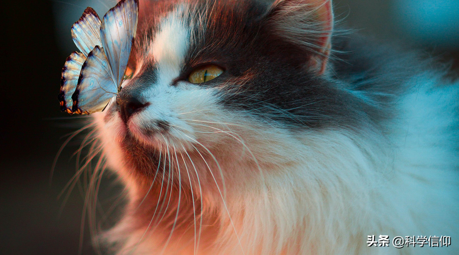 人类为什么会进化出味觉,人类进化出胡须