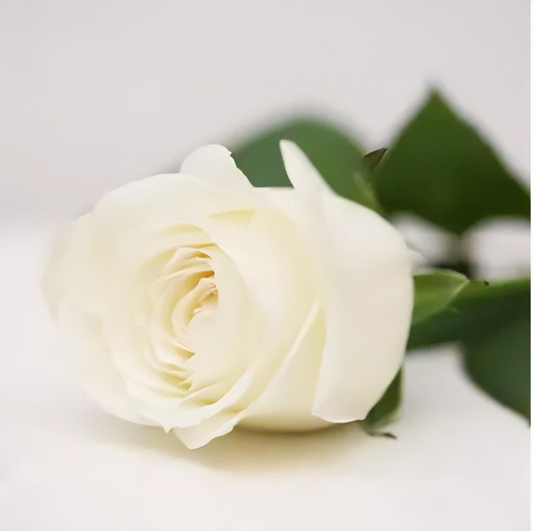 脱单寓意的花语,给脱单闺蜜送什么花语好