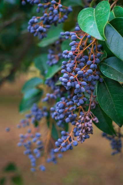 滋阴养五脏中成药,补五脏阴虚的中药有哪些