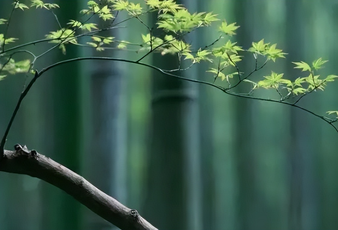 弘扬传统文化的说法,中国传统文化传承怎么称呼