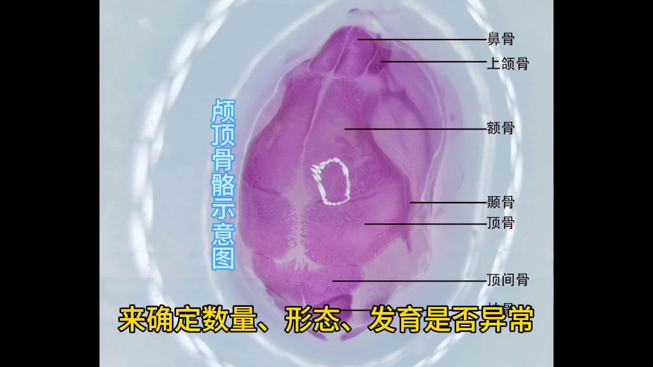 食品致畸实验，不知道会不会下架，过完年就跑路