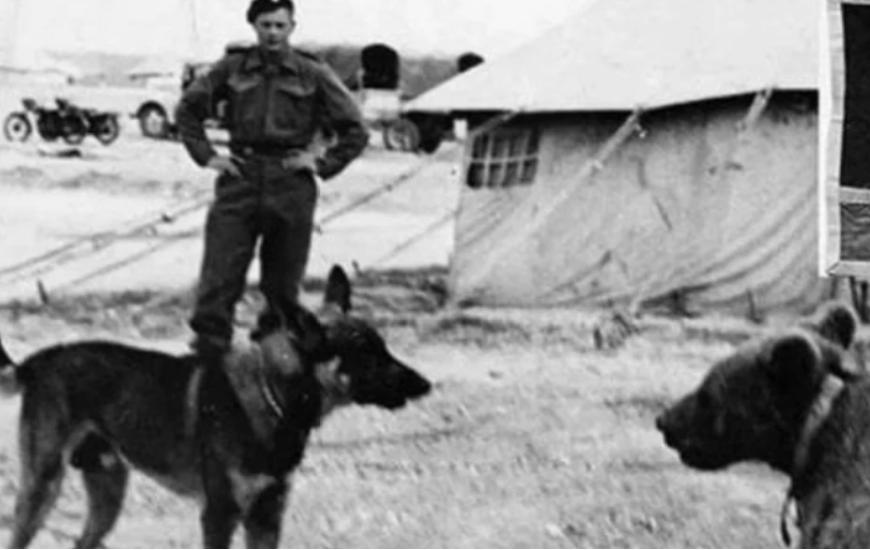 二战时期目睹主人被害的狗,二战时期军犬