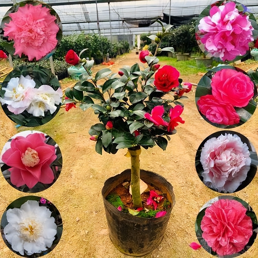 代表富贵吉祥的花草,有寓意的花草名