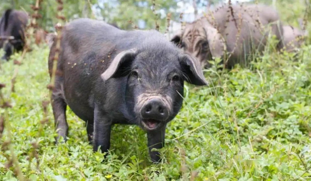 黑猪肉产地哪里最好,全球公认最好吃的猪肉排名