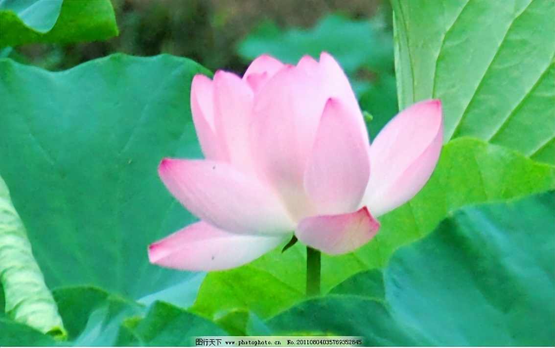 今宵无月彤云天，情燃红菱峰