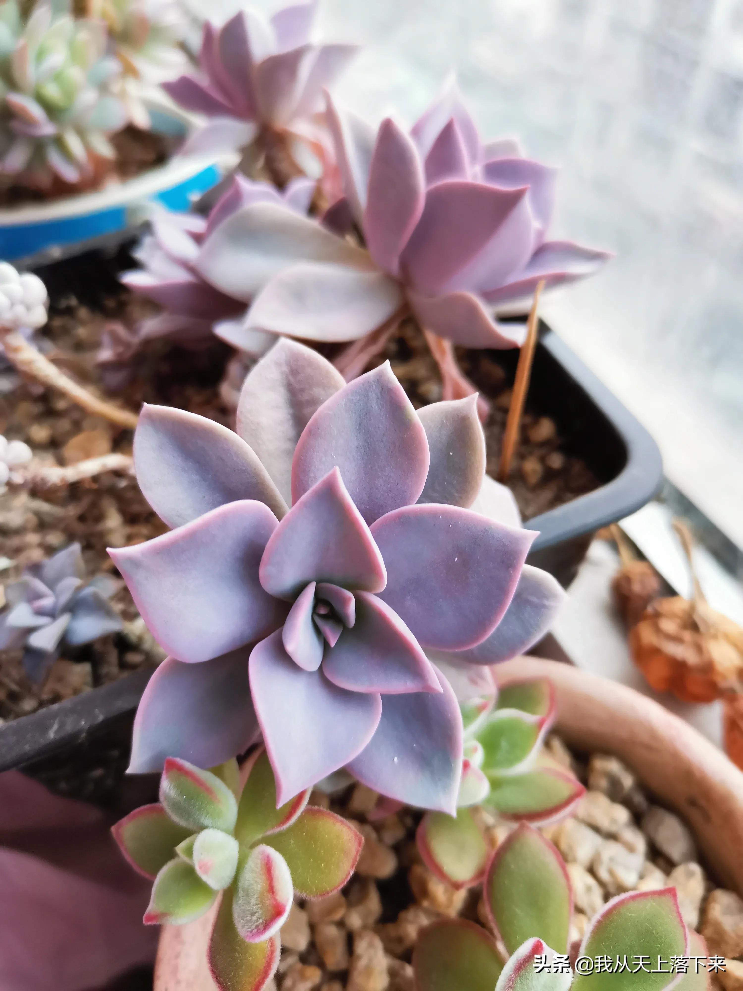 多肉品种及图片大全欣赏,多肉品种辨别图片大全欣赏