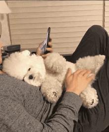 十二星座最适合养猫还是狗,十二星座不适合养的狗狗