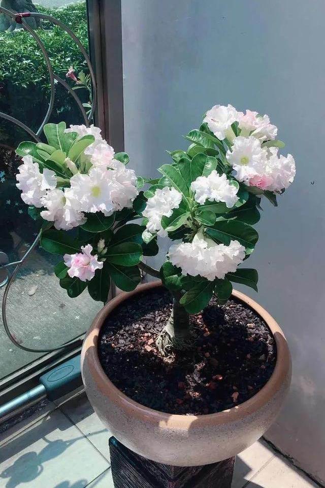 家里养花的十大注意事项,家庭养花最忌讳的三个动作