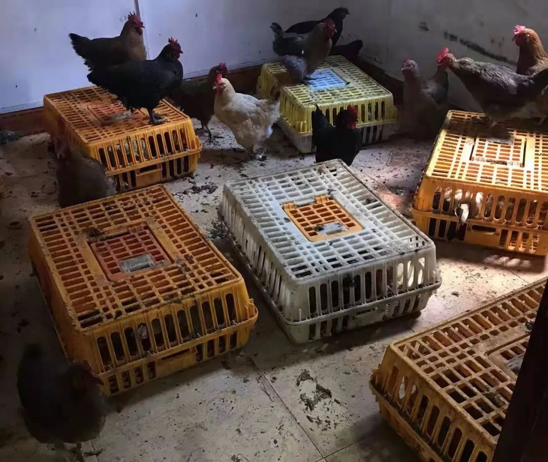 一只鸡引出的命案,一只土鸡牵出犯罪团伙