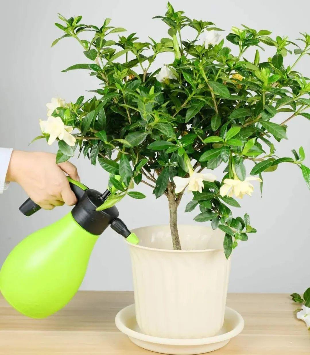 水培栀子花叶子发黑出油,怎样养好栀子花盆栽视频
