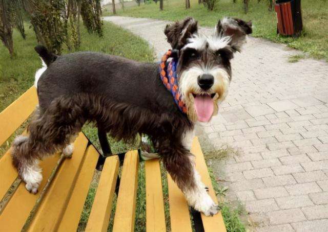 建议新手省钱养的10种狗,建议穷人新手养的10种狗