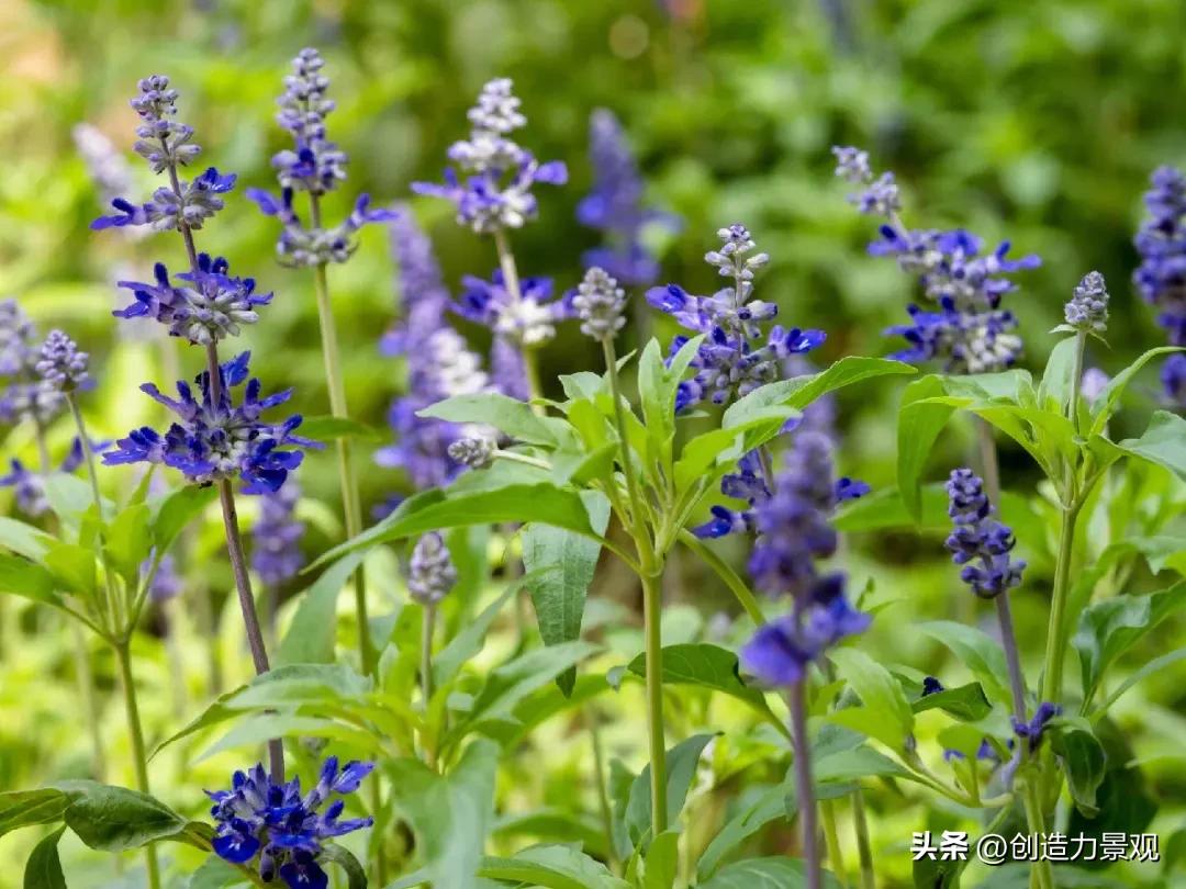 夏季好养的花卉有哪些,夏季的常见花卉有哪些