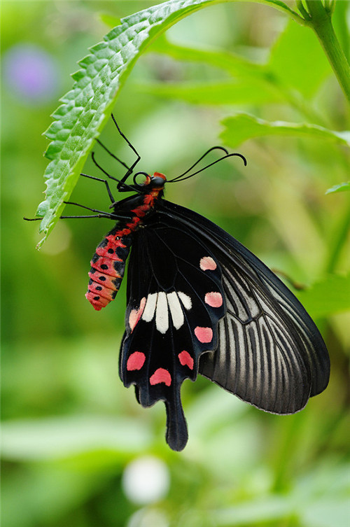 分享——自然界最美丽的蝴蝶,优美的身姿,轻盈的体态飘舞花丛中