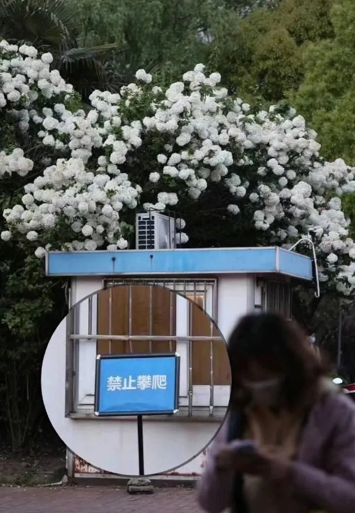 离谱到全网开骂的“玫瑰冰淇淋”事件：新型智商税，又来祸害人了