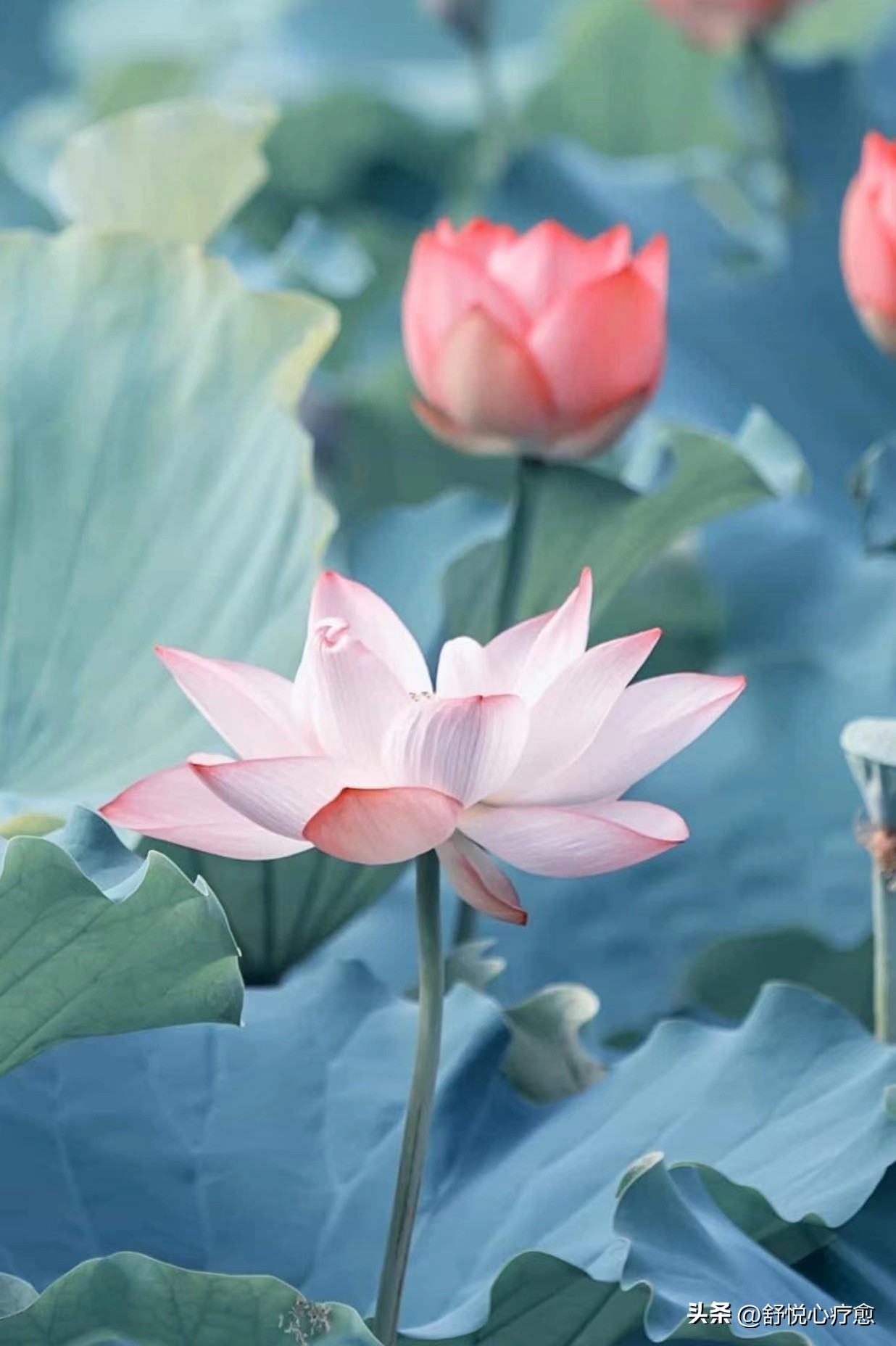 一颗心被伤害,心如果被伤了怎么办