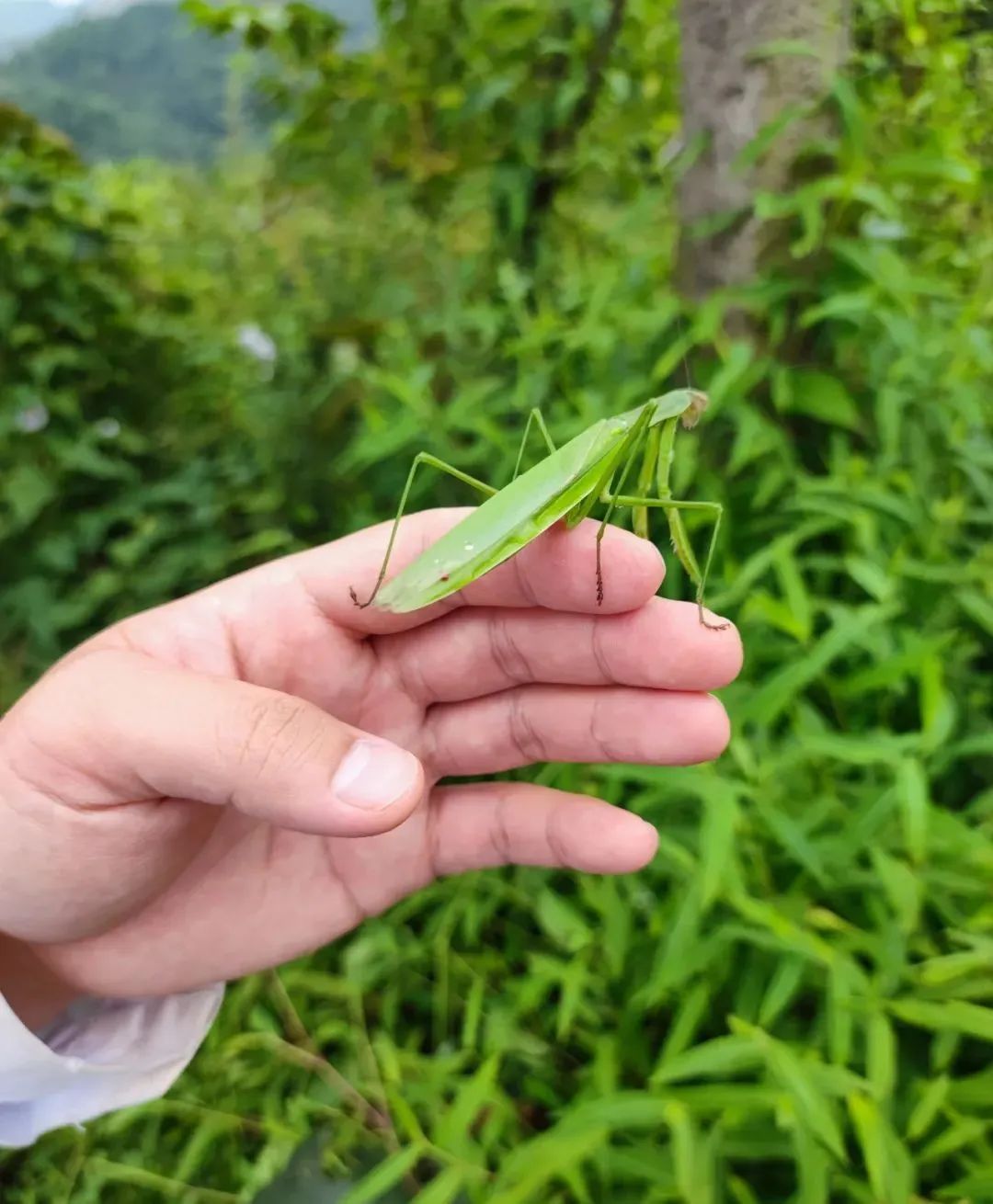 特稿丨2000多万只昆虫的使命