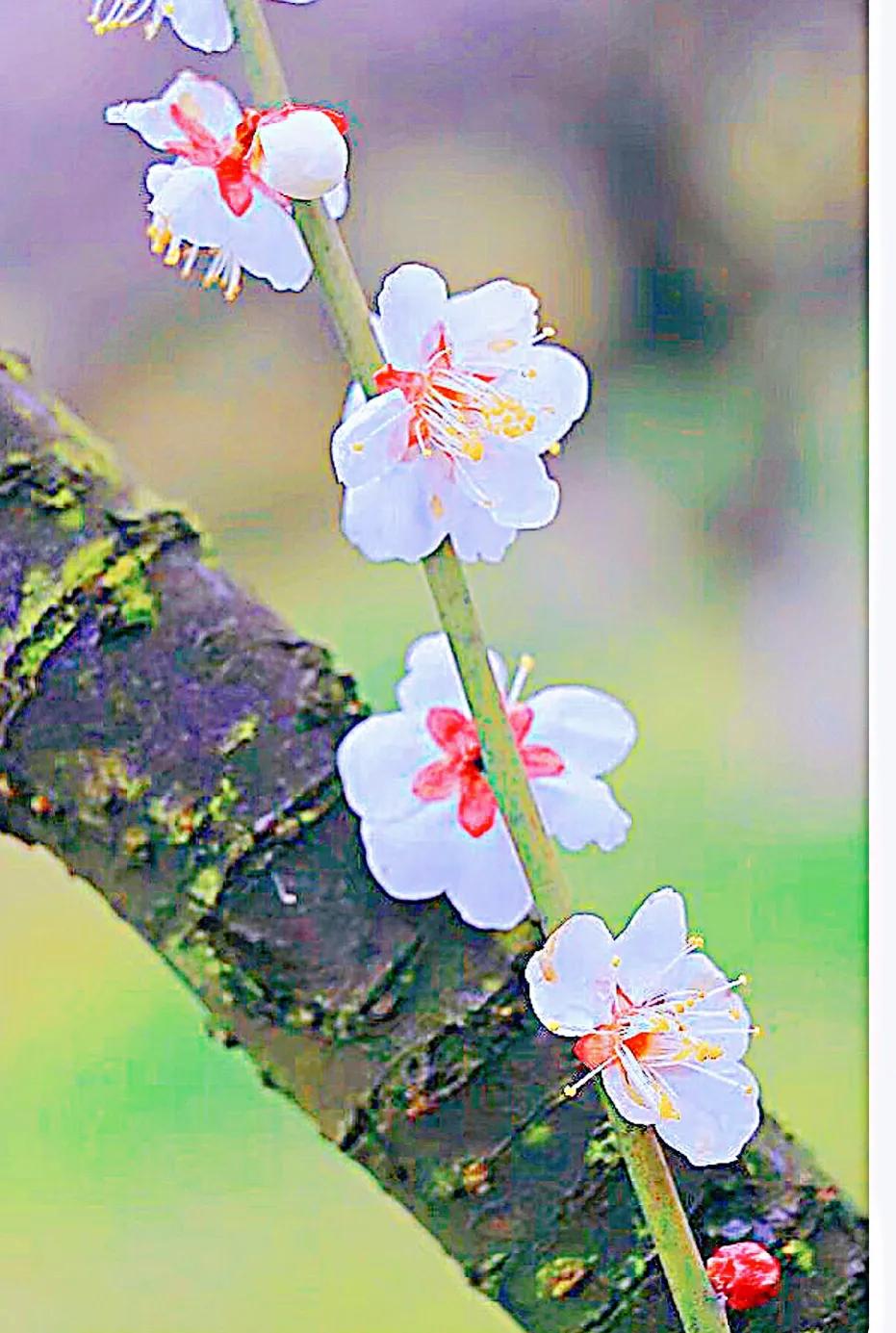 白梅蕴含的品格,白梅寓意