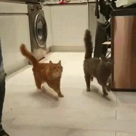 春天来了！每位毛孩子家长都要了解这些知识