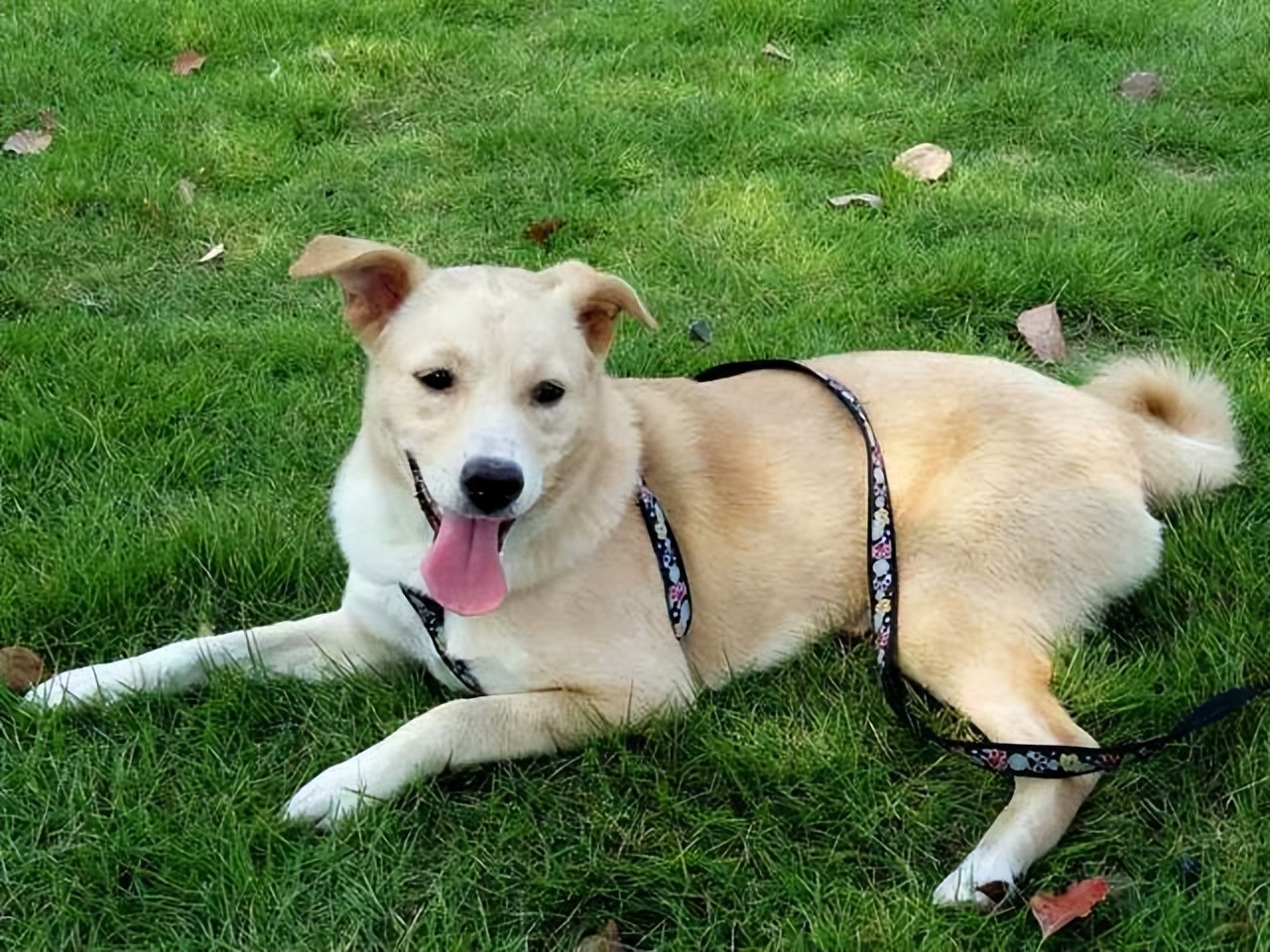 养狗必备用品中华田园犬,新手养狗中华田园犬基础知识