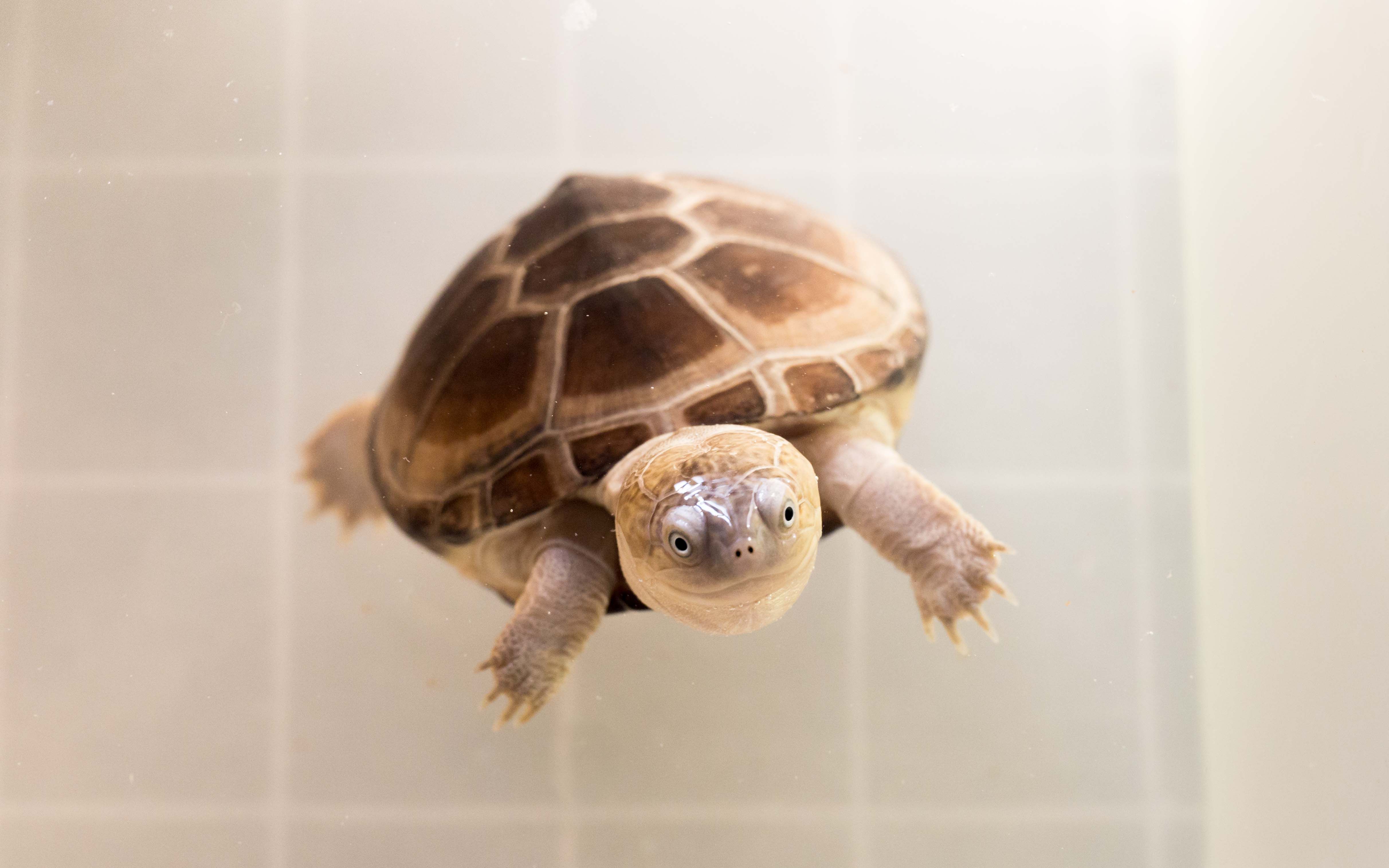 最常见的乌龟是哪种龟,常见乌龟的种类有哪些