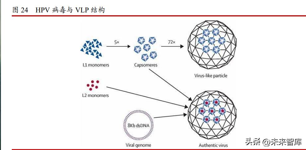 疫苗行业研究,疫苗行业的现状及未来的发展2024