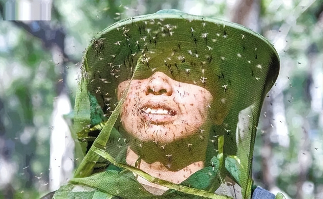 最危险边防区7条军犬,中国最惨烈的军犬