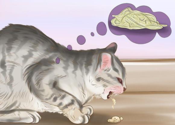 养猫产生的副作用你中招了吗,兽医对于猫的小贴士