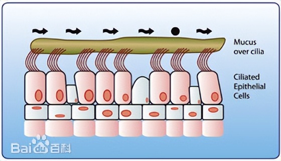 为什么两个鼻孔呼吸不均匀,两个鼻孔不能一起呼吸的原因