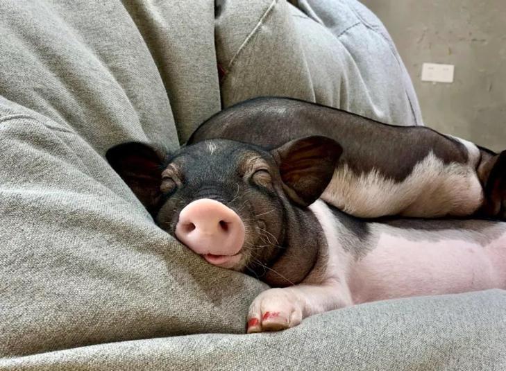 巴马香猪现状如何,巴马香猪现状