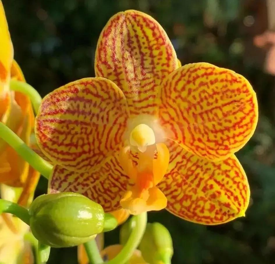 兰花的唯美图片,珍稀兰花各色大全