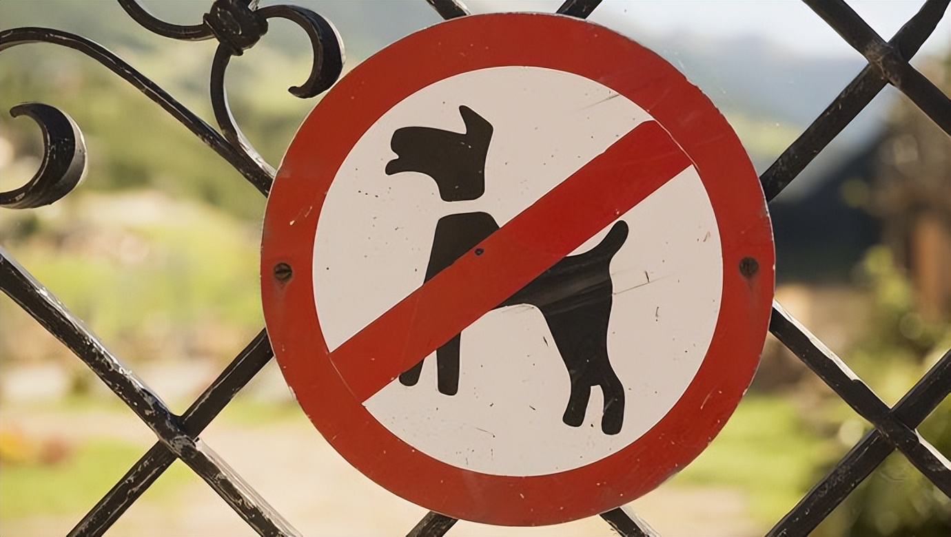 这些狗早就禁养了，你们却一无所知，个个都是“大冤种”