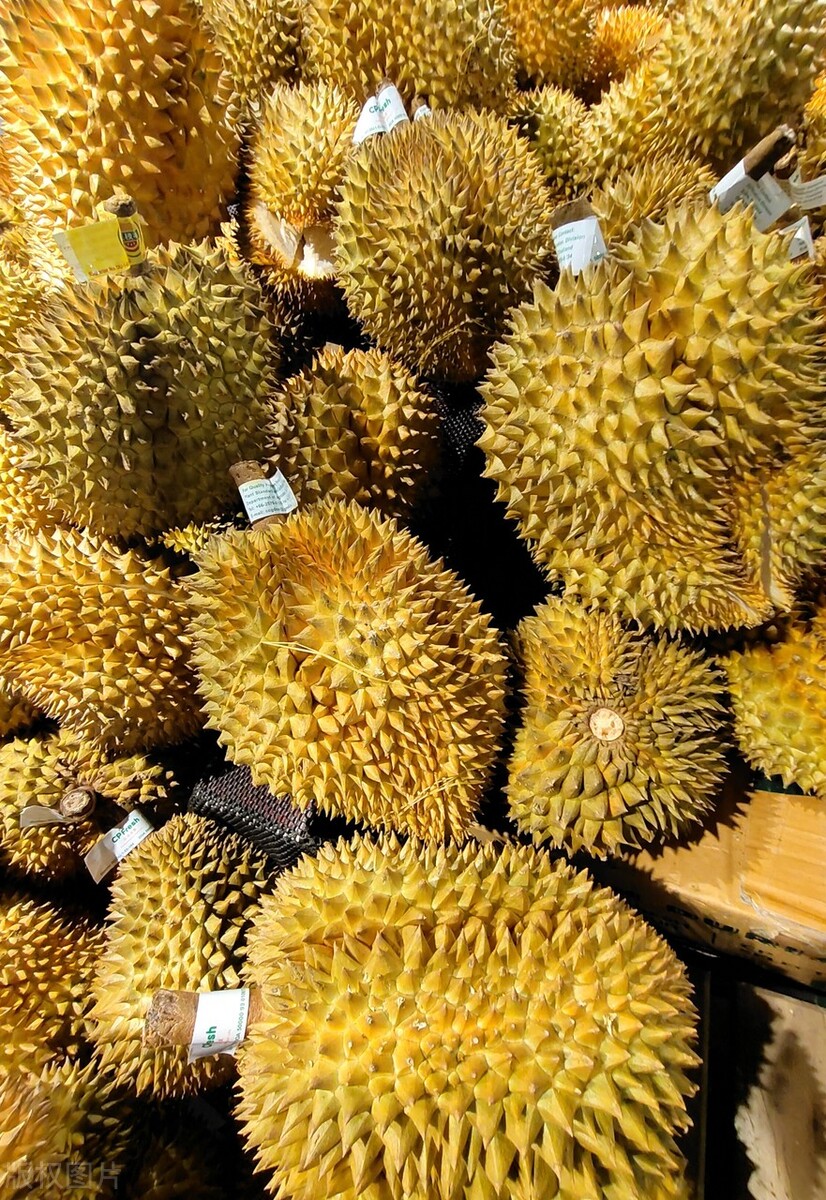 空运菲律宾榴莲价格,菲律宾榴莲从哪里运到中国