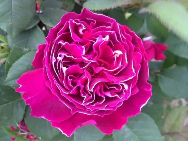 月季美图100张,妩媚动人的月季花图片