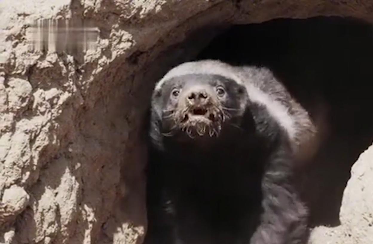 蜜獾在巴西蛇岛大战毒蛇,蜜獾啃食剧毒毒蛇